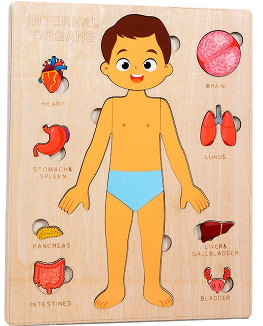 Wooden Internal Organs Puzzle Board