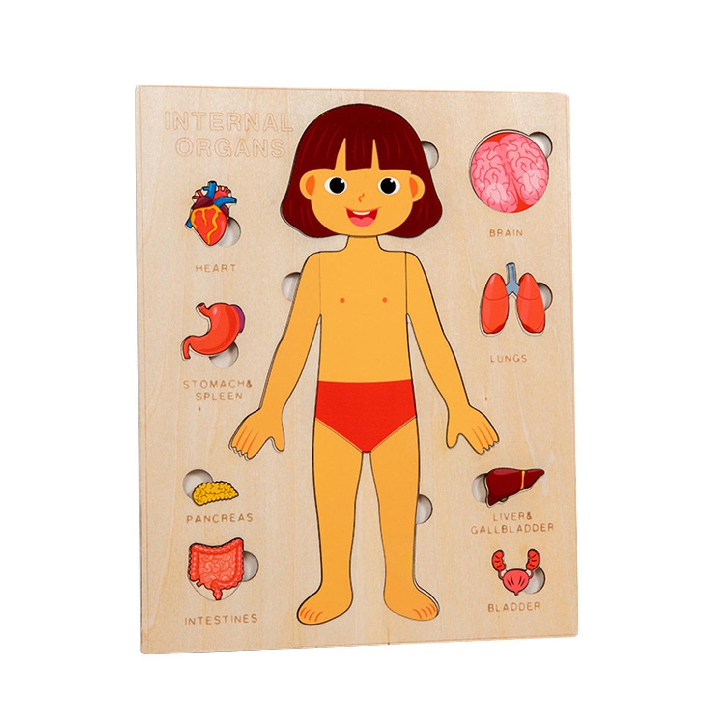 Wooden Internal Organs Puzzle Board